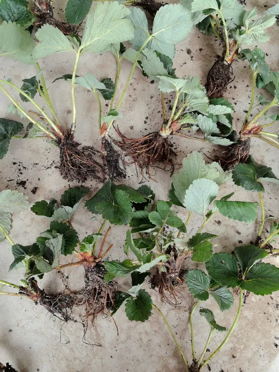 四季奶油草莓苗盆栽南方北方阳台水果庭院种植苗草莓大果超大