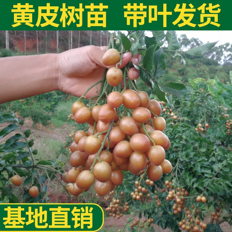 广西灵山黑金刚黄皮香蜜黑黄皮嫁接杯苗果树苗木