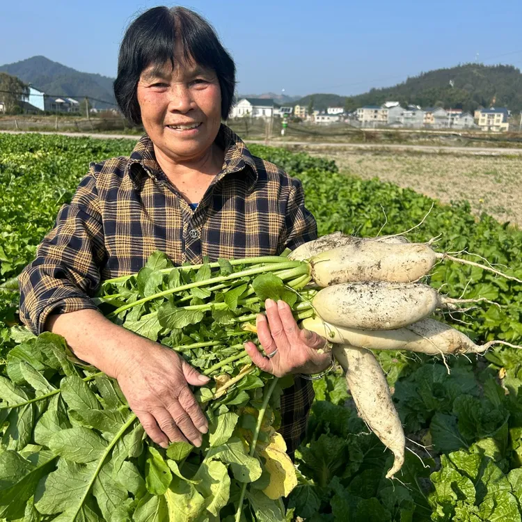 湖南怀化雪峰山农家时令高山蔬菜