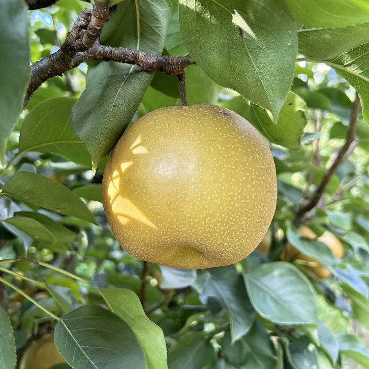 湖南怀化高山金秋梨净重9斤顺丰包邮