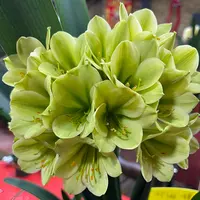 君子兰 大绿一颗4-6片叶 裸根