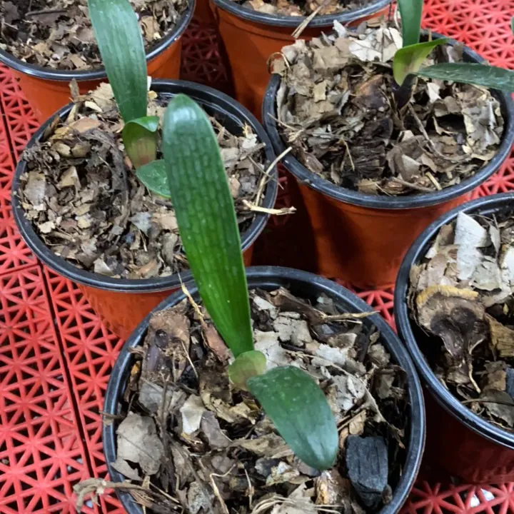 君子兰  视频链接 黄牡丹一颗1-2片叶苗 原盆发货