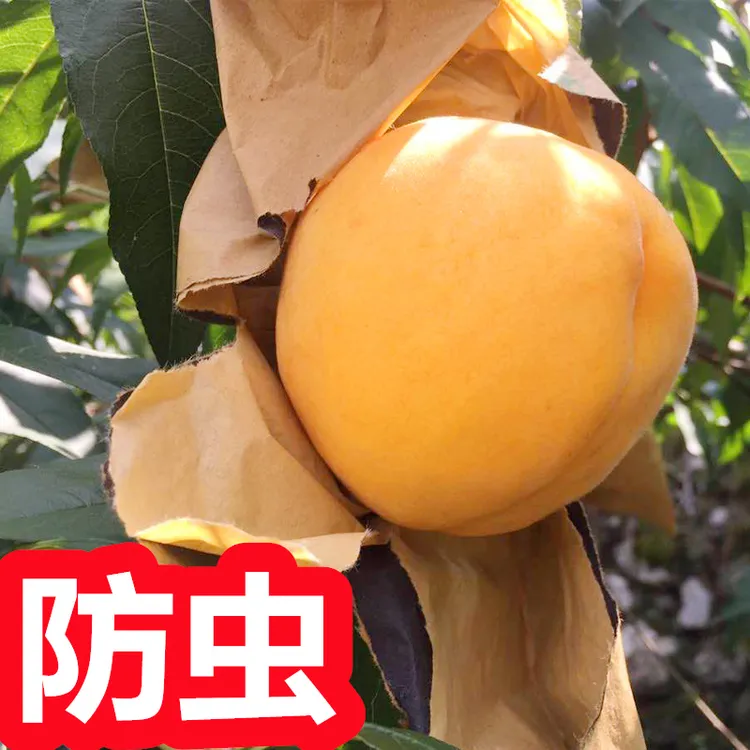 桃子专用套袋黄桃水蜜桃纸袋套水果袋子防虫袋防鸟袋防虫防鸟神器