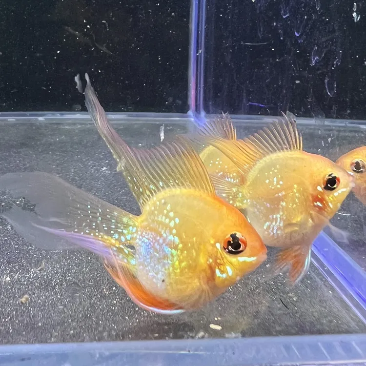 金波子桃心小型热带鱼一对母鱼带卵