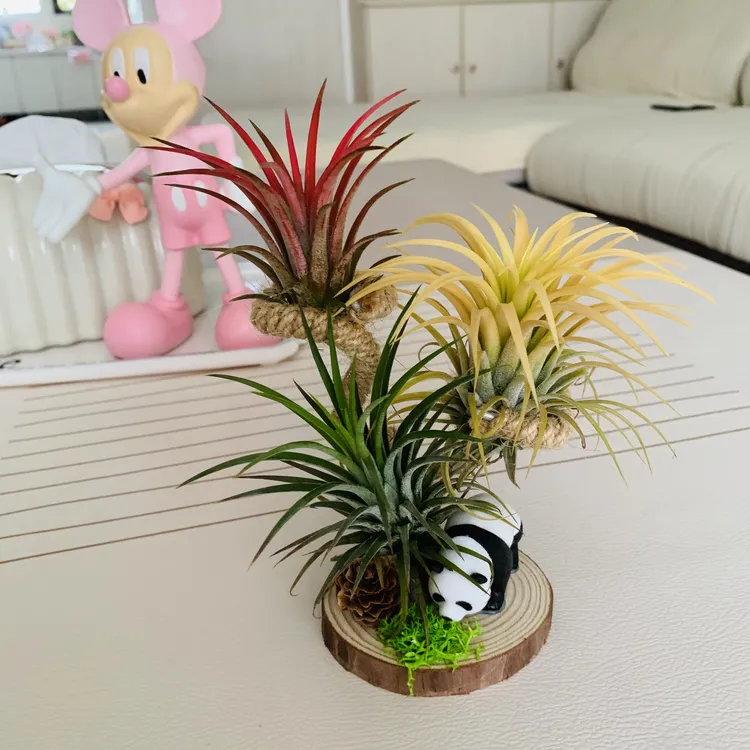 空气凤梨，熊猫摆件搭配3颗3色精灵一套行走款