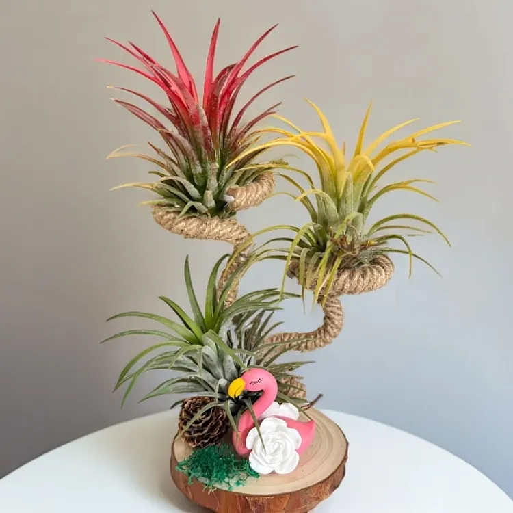 空气凤梨火烈鸟摆件组合创意家居装饰懒人绿植3颗3色