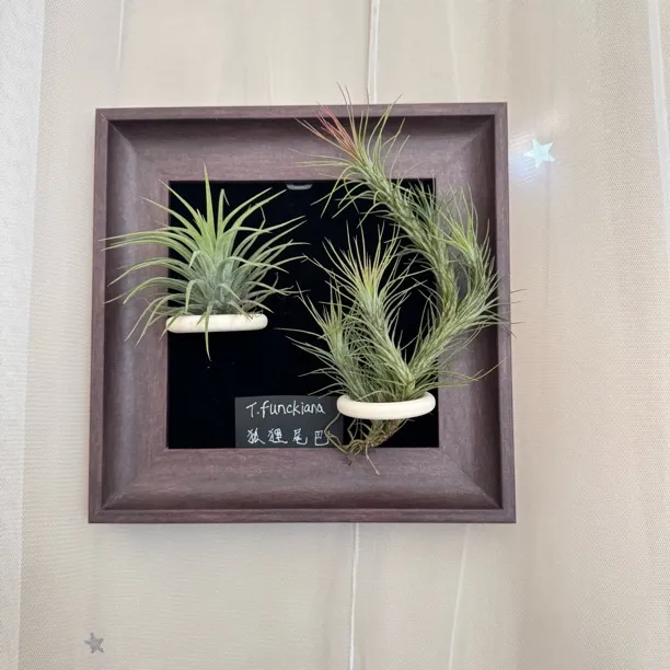 空气凤梨绿植艺术相框群生的狐狸尾巴➕绿精灵一套