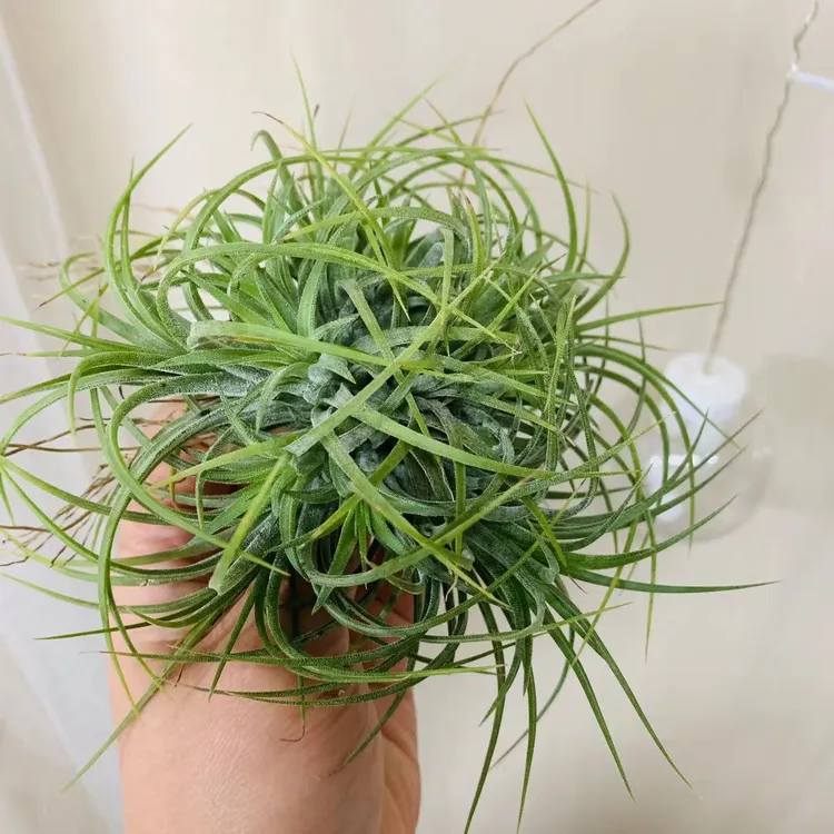 空气凤梨-绿色群生精灵，精灵球状，自然生长防辐射景观品牌防辐射