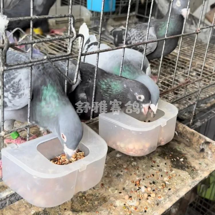 信鸽鸽子食槽挂钩鸟食盒防撒带盖鸽子喂食器鸟食罐信鸽