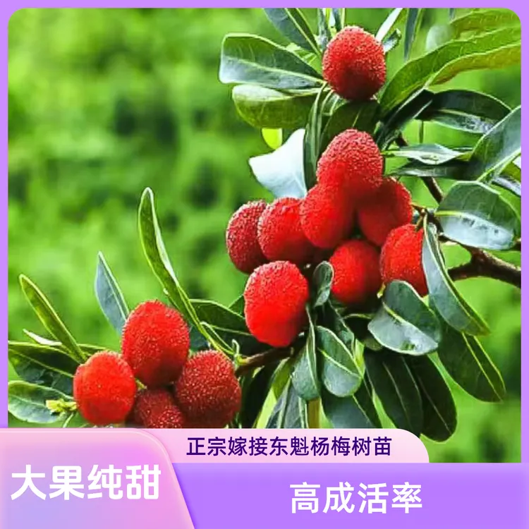 正宗嫁接东魁杨梅树苗红梅黑炭杨梅苗自然授粉南北可种植当年挂果
