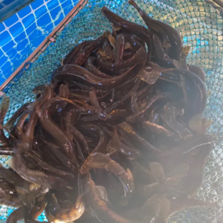 东北河鲜母/公哈/花泥鳅顺丰包邮保鲜不保活