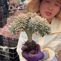 胖哥多肉：淡雪缀 淡雪朵朵缀化 缀化朵朵缀化 老桩多肉