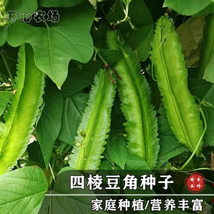四棱豆种子（露天长江以南种植）四角豆种孑香龙豆豆角种子简单