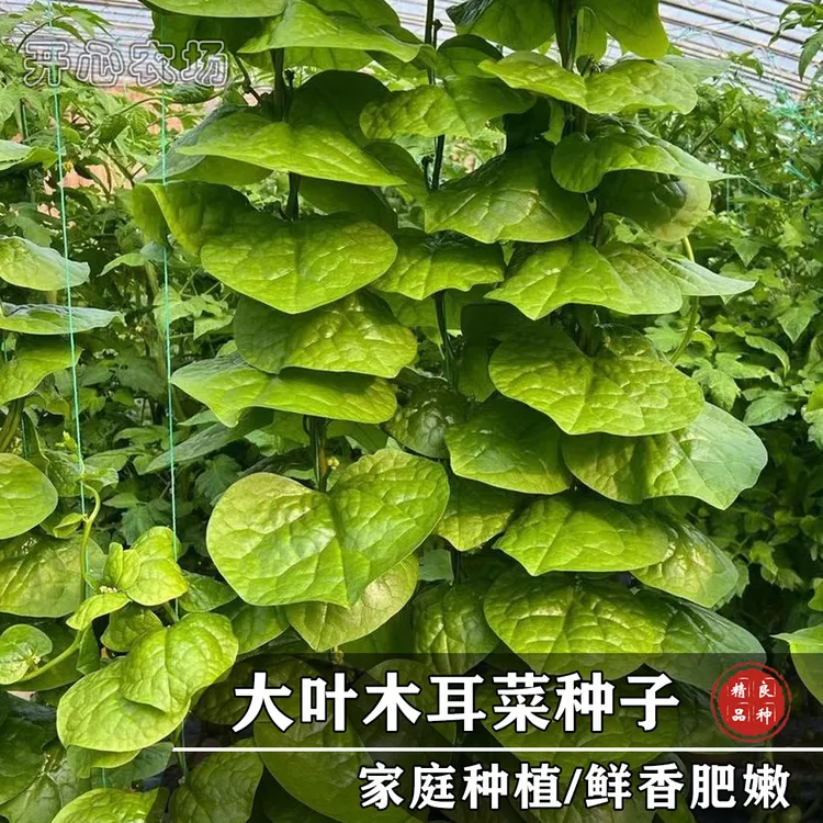 大叶木耳菜种子小青菜家庭小院阳台盆栽种植蔬菜种籽简单优质嫩叶