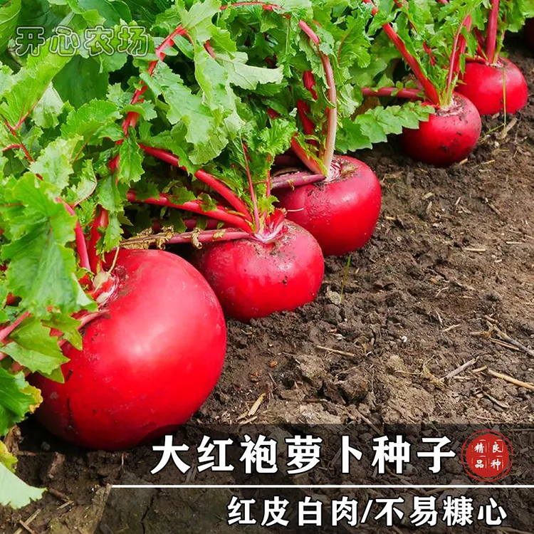 大红袍红圆水果萝卜种子家庭小院种植水果蔬菜种苗简单播种红皮