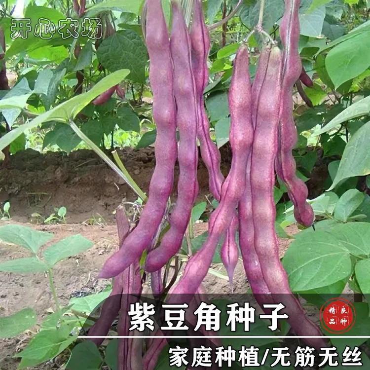 紫架豆角冻死鬼红架豆紫罗兰九粒红芸豆家庭小院种植观赏性豆类