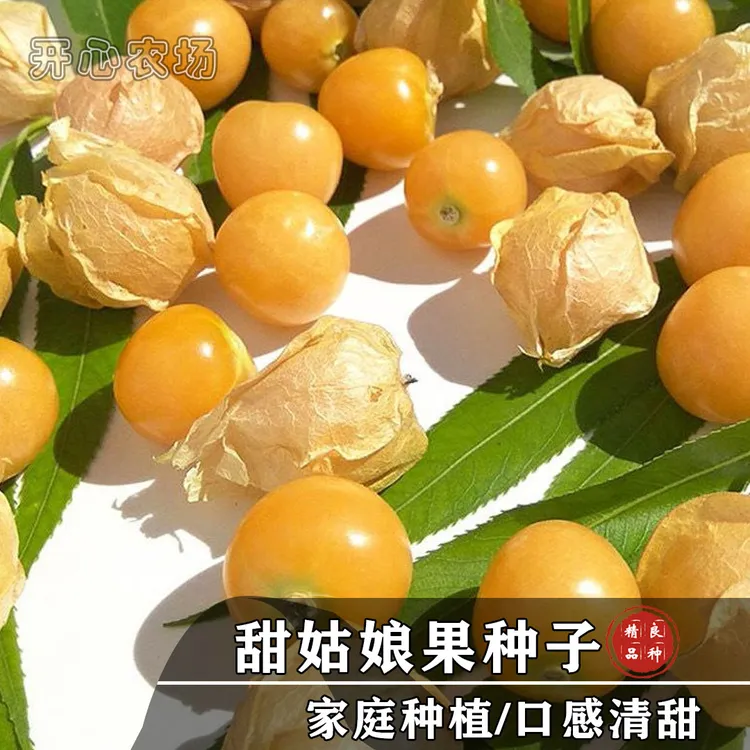甜姑娘果种子东北姑娘果家庭阳台小院种子简单四季播种