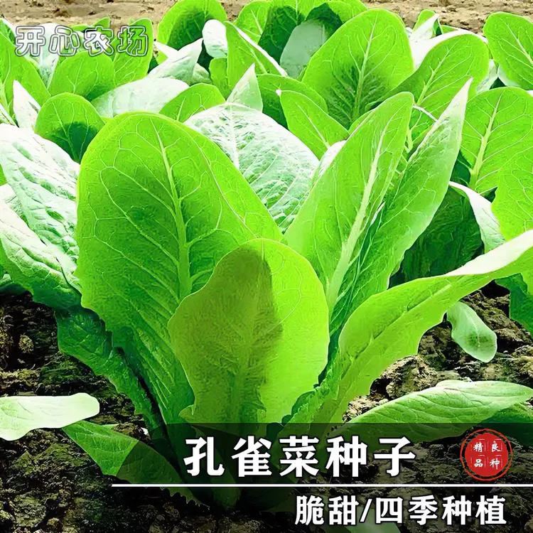 孔雀开屏菜清香脆嫩阳台盆栽家庭小院种植蔬菜春季早熟简单叶片