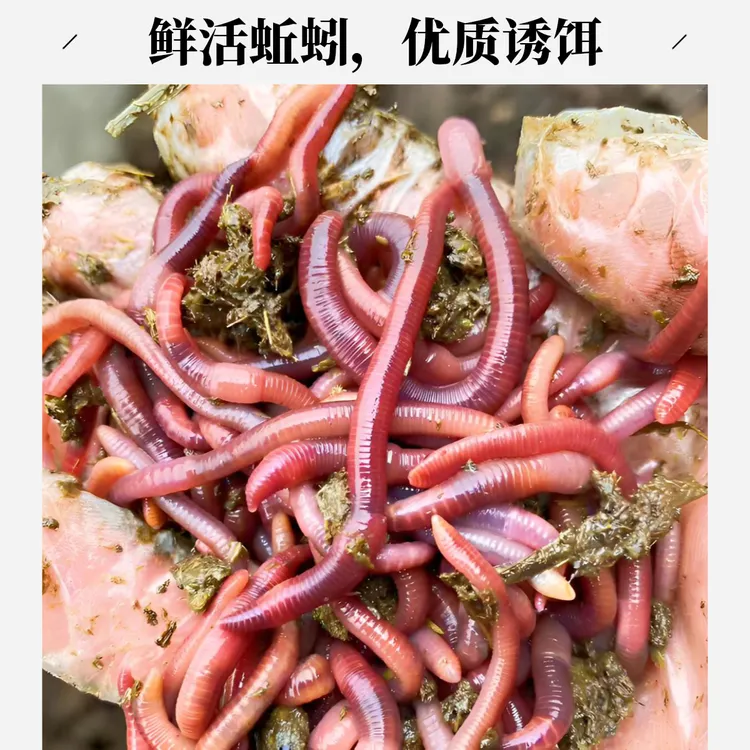 蚯蚓 蚯蚓活饵散装红蚯蚓鱼饵种苗垂钓鱼龟饲料活饵钓鱼蚯蚓 盒装