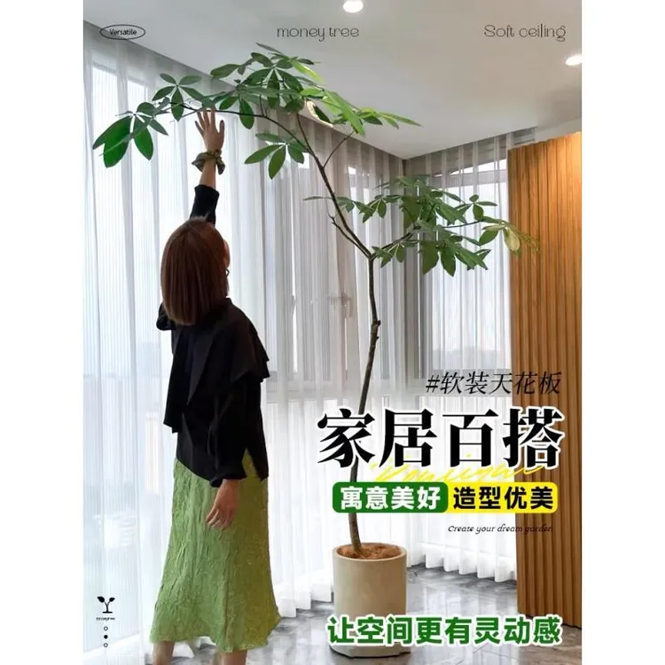 飘枝发财树盆栽造型大型绿植室内庭院客厅净化空气观叶网红植物