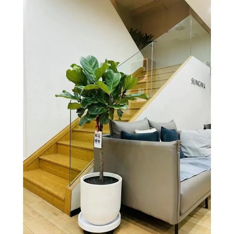 网红绿植棒棒糖琴叶榕软装神器净化空气