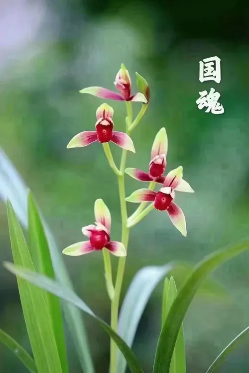 国魂 兰花 国兰 色花 名品 阳台 高端 建兰 红花 红舌红色艳丽