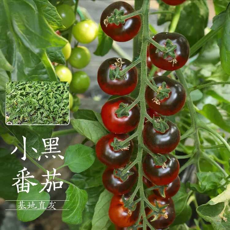 超甜圣女果千禧小番茄籽一年四季菜种子水果小西红柿西红柿子种子