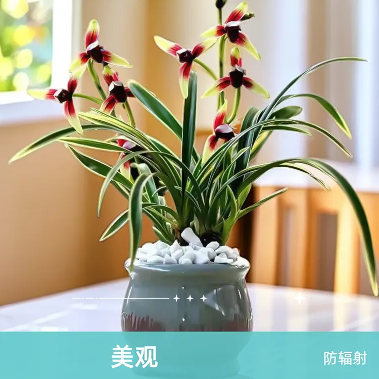 四季开花金边兰花苗【金尊红颜】建兰铭品矮种兰花名贵兰花苗花卉