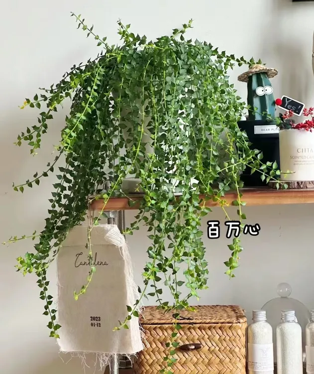 【百万心】叶片是爱心的形状，开花以后的花朵是小铃铛的形状，好养活