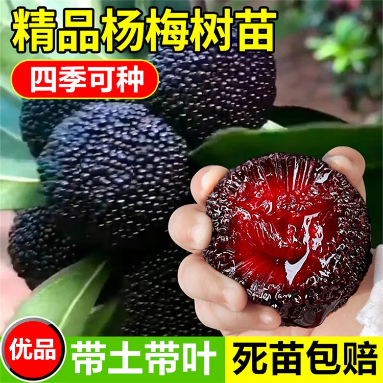 杨梅树树苗黑炭东魁杨梅特大果树苗嫁接果树苗大全南北方种植带土