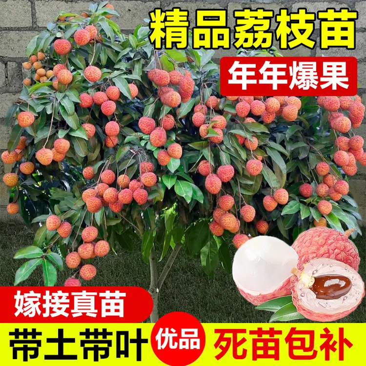 【带土真苗】荔枝树苗嫁接妃子笑桂味荔枝苗无核荔枝树苗南方种植