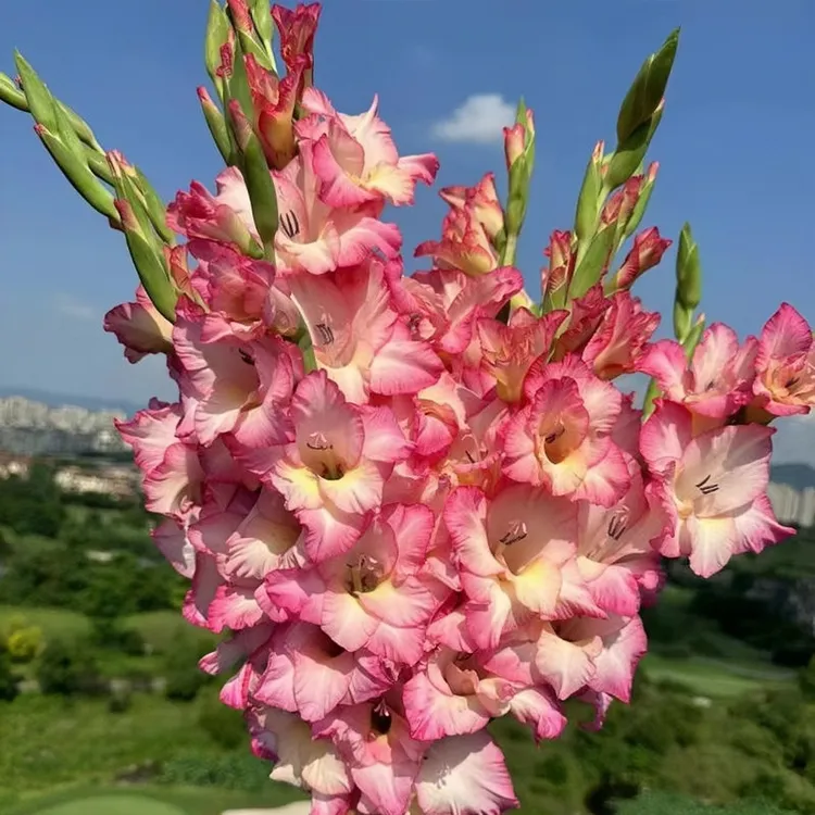 剑兰唐菖蒲花种球盆栽花苗多年生耐寒四季易活室内外阳台花卉种植