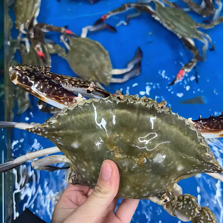 【东港大公飞蟹】肉肥膏香 2斤起拍  单只5-8两左右 【保鲜不保活】