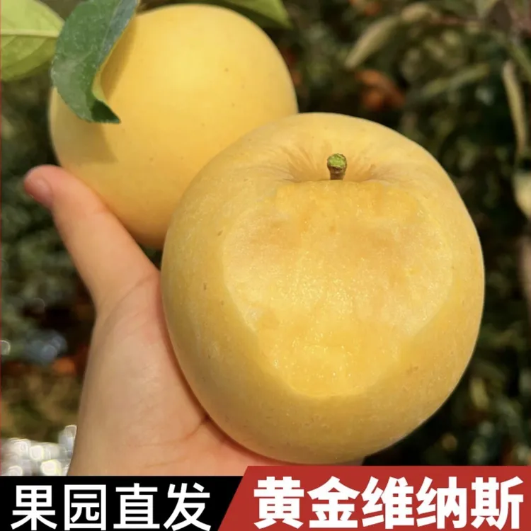 山东正宗黄金维纳斯苹果冰糖脆苹果纯甜无酸苹果新鲜水果