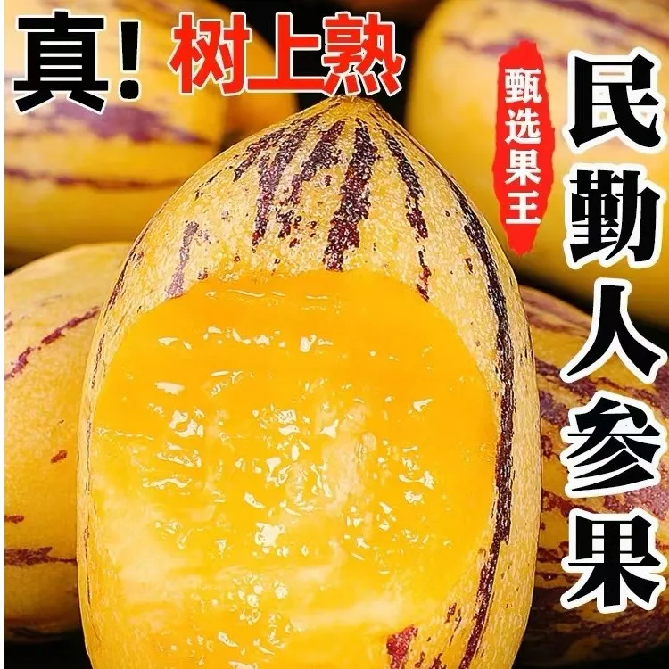 甘肃民勤黄肉人参果净重2.5 5 8斤新鲜采摘产地直发坏果包赔X1