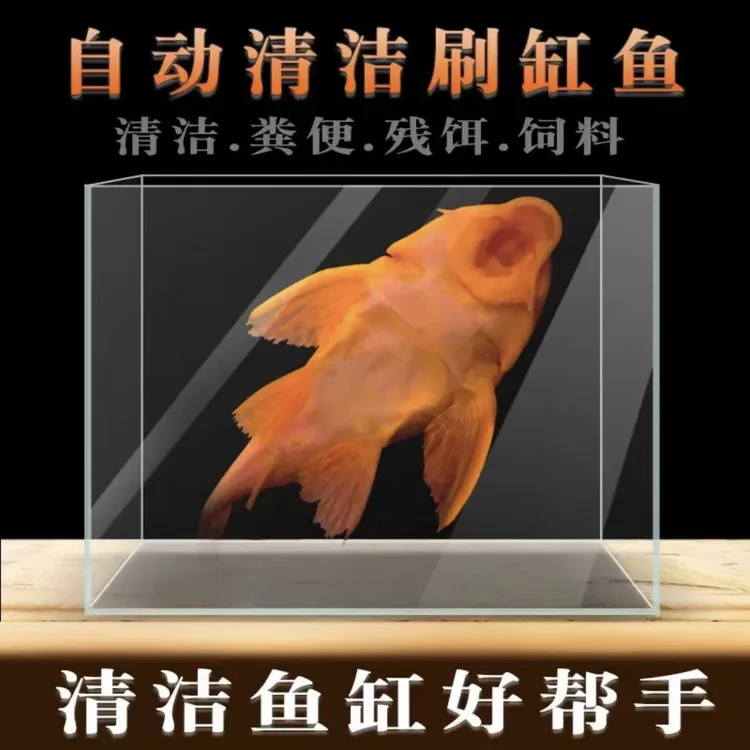 黄金清道夫红眼女王大帆鱼缸清洁鱼异形热带观赏鱼除藻工具鱼耐活