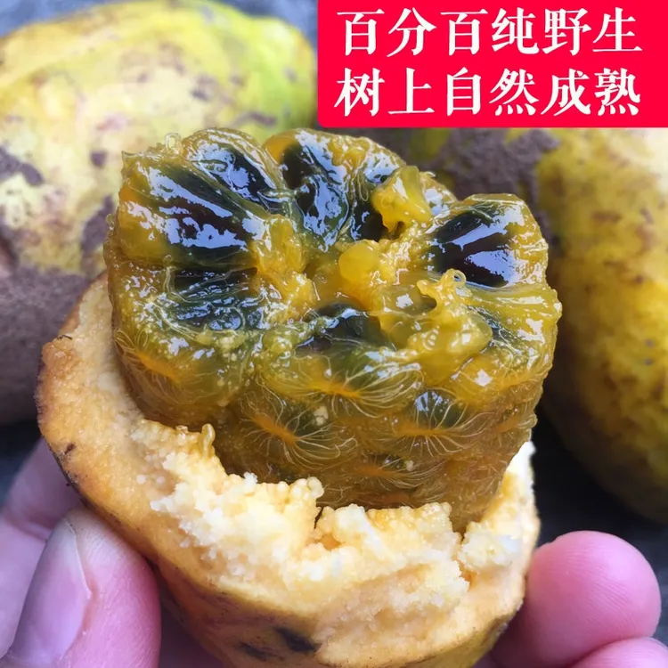 福建现摘野果九月黄新鲜九月瓜拿藤包现摘现发木通果牛卵坨牛哈卵