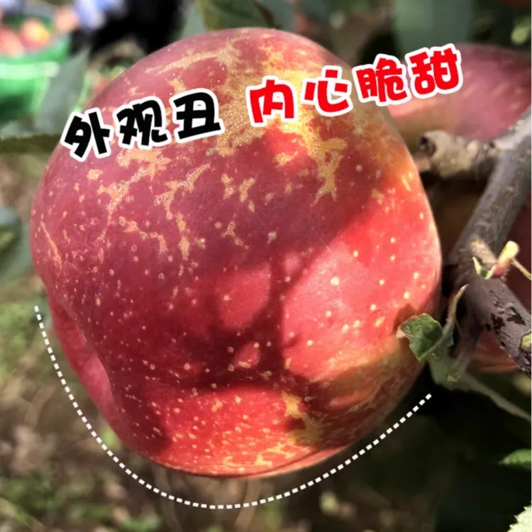 【云南冰糖心丑苹果】冰糖心新鲜水果精选现摘原产地批发5斤装