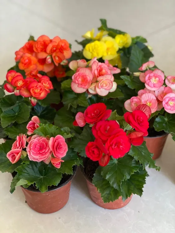 {丽格海棠}室内绿植花卉 介意花损勿拍，途中死亡包赔，养死无售后