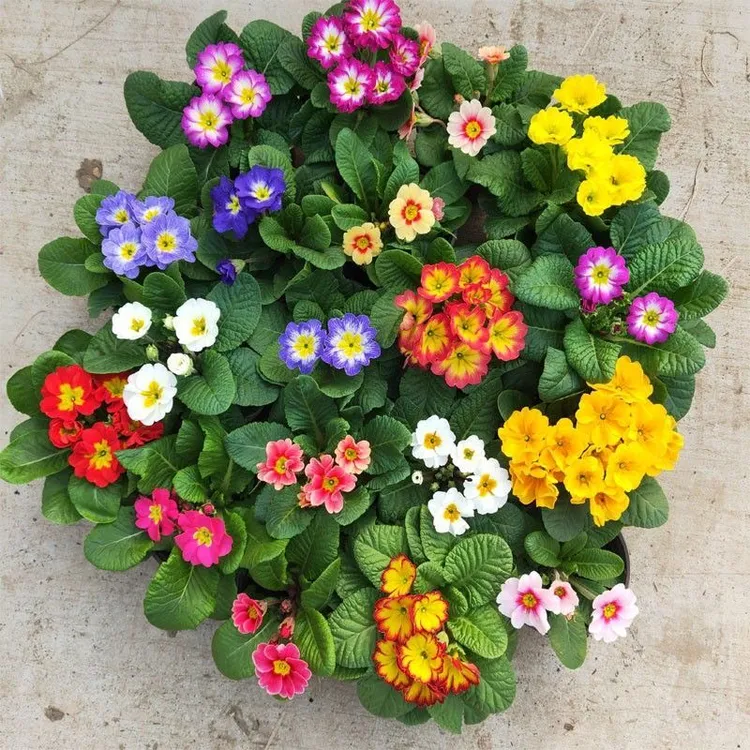 【单棵】耐寒大花报春喜水喜阳可耐寒零下5度，11cm口径盆发货