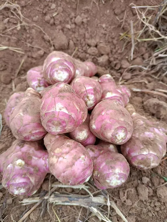 新鲜红洋姜紫色菊芋现挖现发鲜姜腌制蔬菜酱腌菜泡菜鬼子姜姜不辣