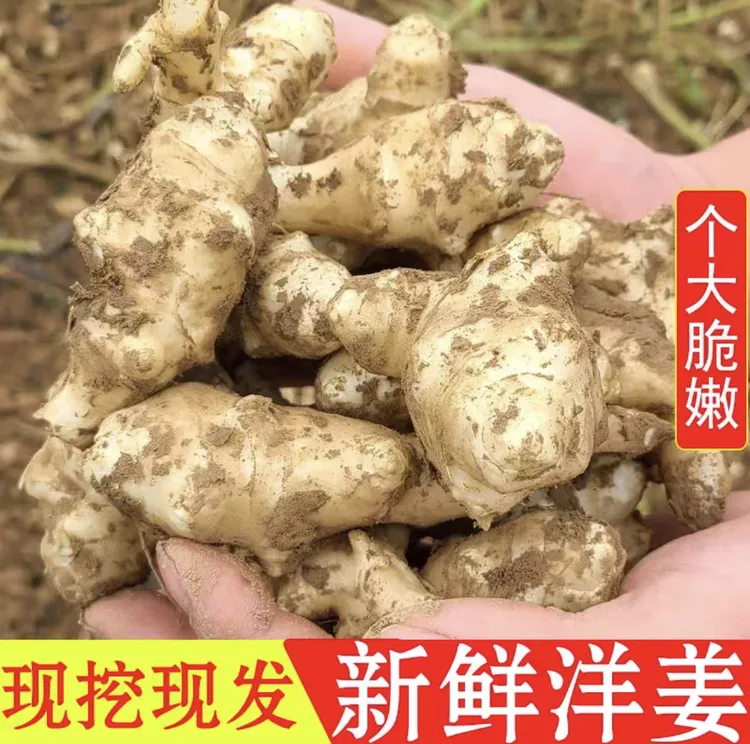 洋姜新鲜现挖5斤菊芋1/3斤阳姜农家蔬菜酱腌菜泡菜种植洋芋头
