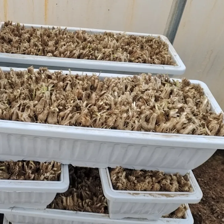 深州黄韭盆景绿色黄韭阳台水培大盆约产黄韭4KG