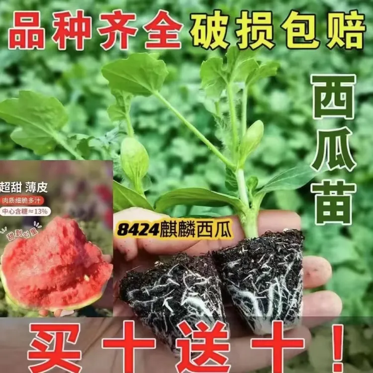 【买10棵送10棵】8424冰糖麒麟秧苗易活夏季早熟南方北方地栽盆栽