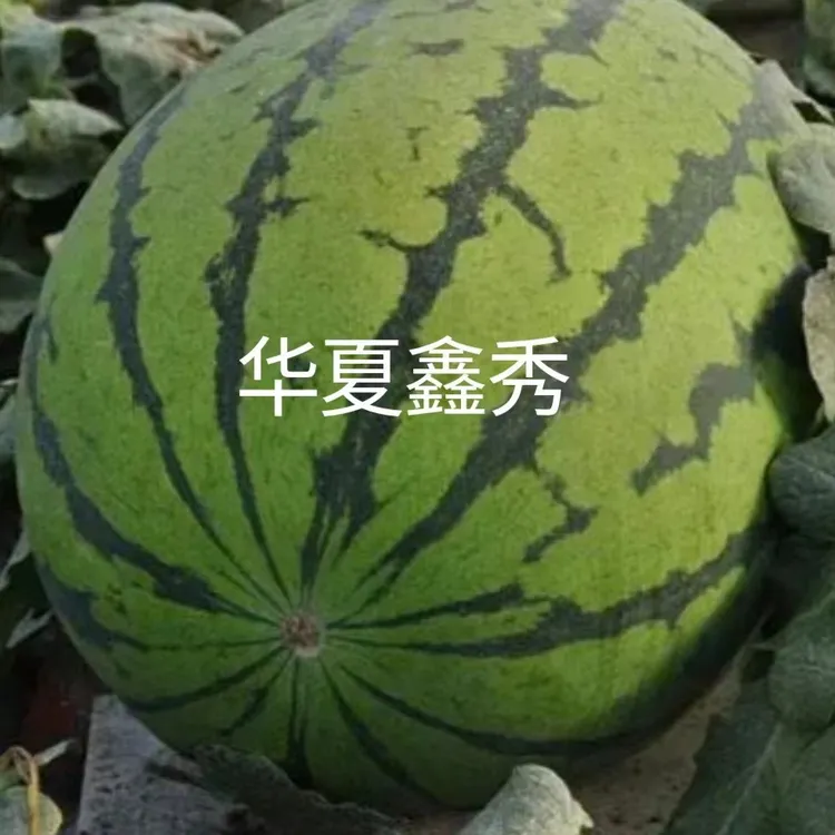 华夏鑫秀西瓜种子约1000粒/袋