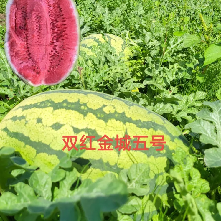 双红金城五西瓜种子80克/罐约700粒±20粒硒砂瓜类型