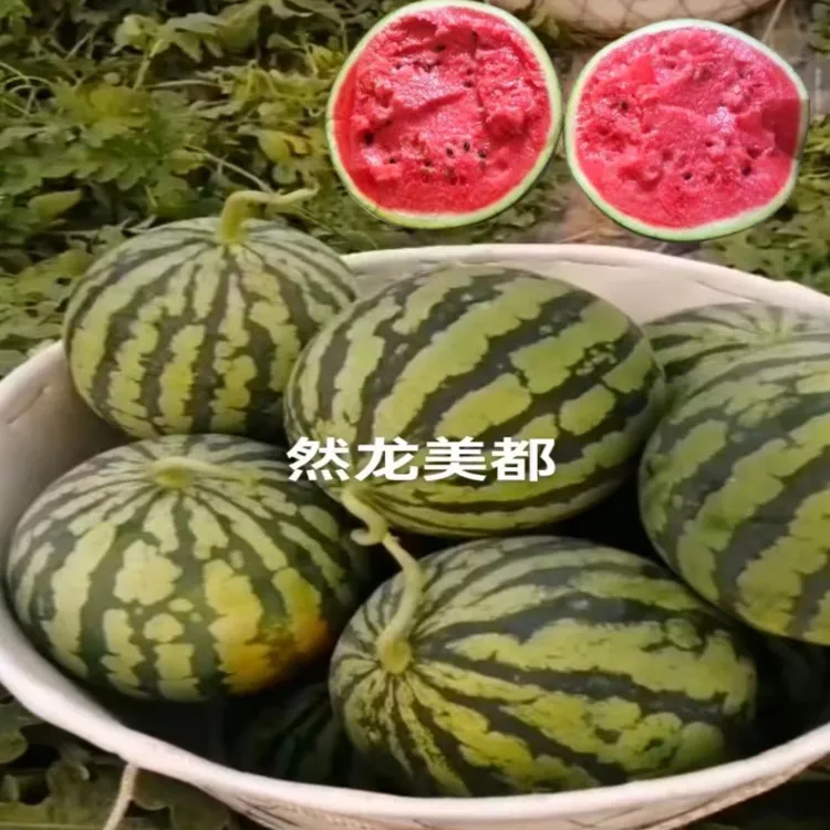 然龙美都西瓜种子约1000粒/罐大棚露地均可种植