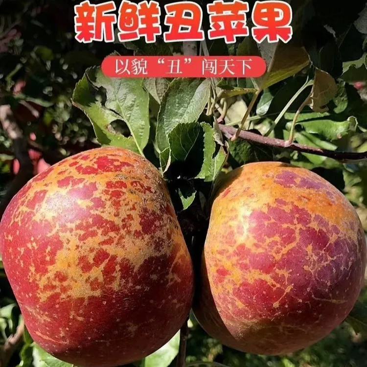 正宗昭通红露苹果