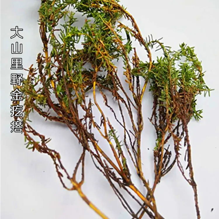 稳心草肝服灵草肝茯苓野金疙瘩内蒙纯野性兴安岭500克山里包邮
