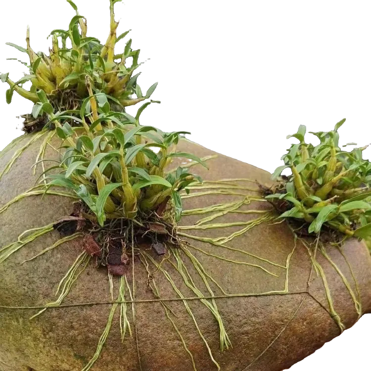 霍山米斛苗可种植观赏还能食用的兰科类植物